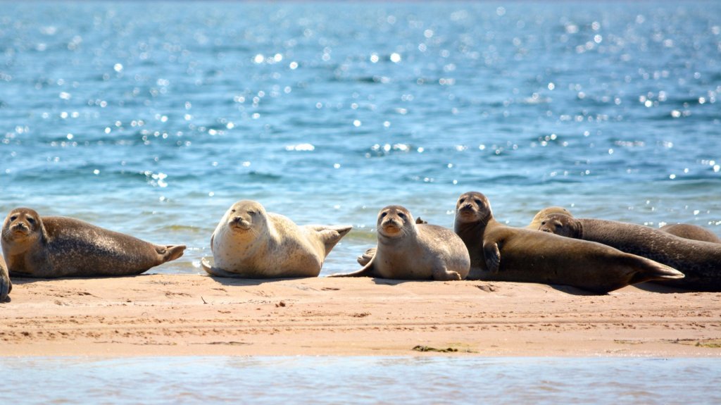At certain times of the day (ask the locals), you can get within a few hundred metres of seals sunbathing on the sandbars. Though if you get too close, they all sod off pretty sharpish.