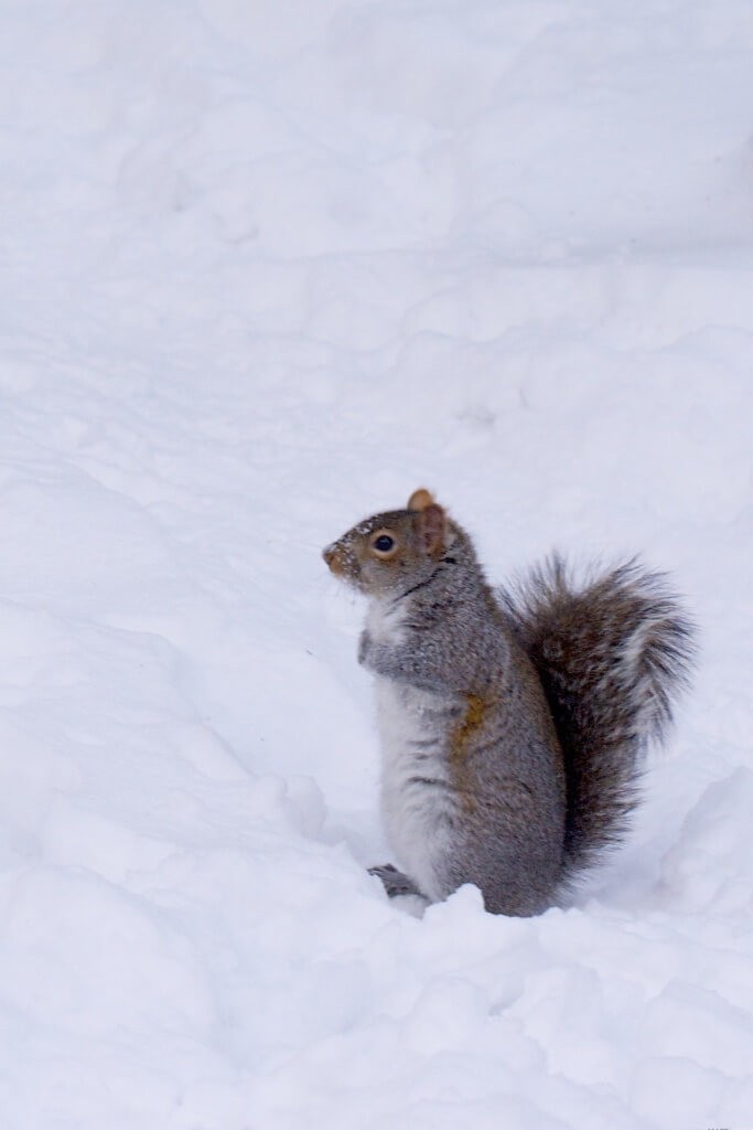 A picture of a squirrel in the snow, because why not?